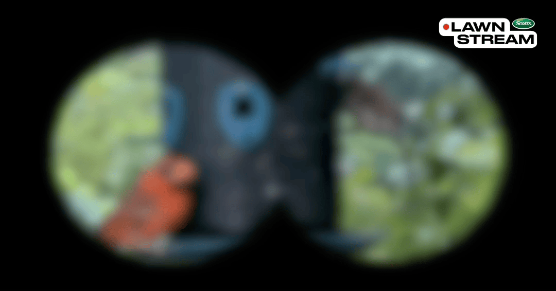 SMG_Insta_landscape_Post_birdwatchinglivenow